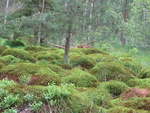Lichtenwalder Moor