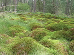 Lichtenwalder Moor